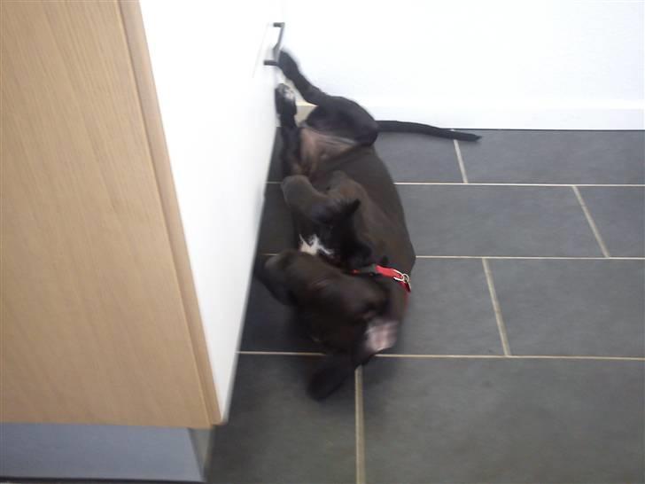 Grand danois Luna (ikke min mere) billede 15