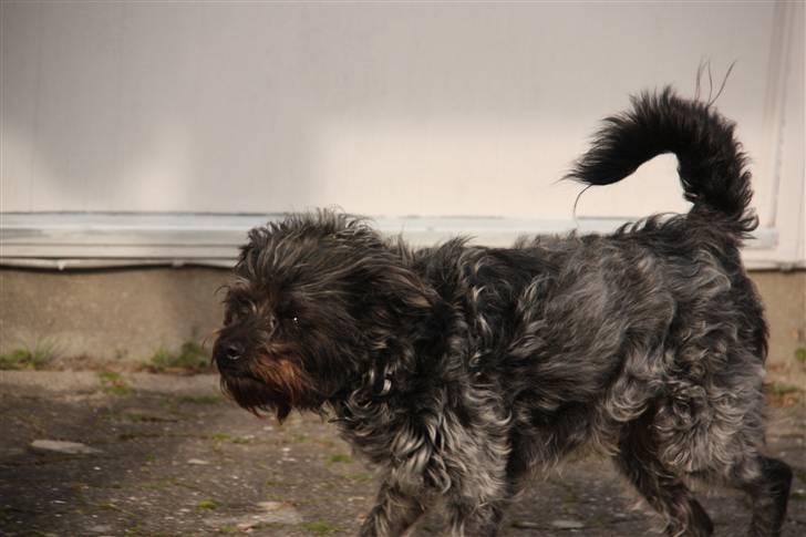 Griffon belge Futte - Jaeh... billede 18