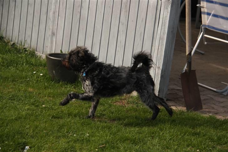 Griffon belge Futte billede 19