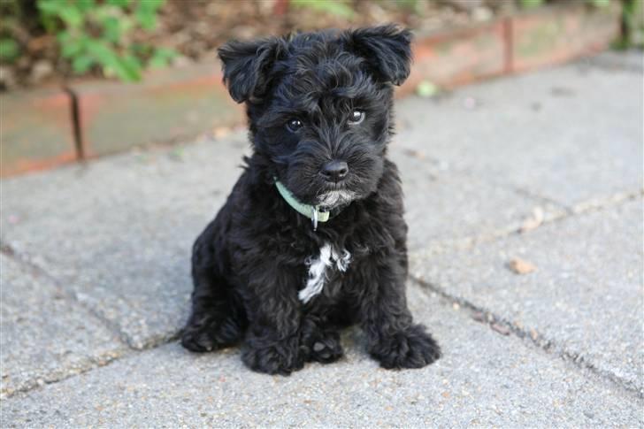 Blanding af racer Egon - Egon 8 uger billede 6