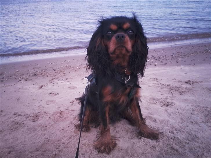 Cavalier king charles spaniel (Souvinier's) Charlie - Charlie på østerstrand juli 2010 - 1 år gammel billede 7