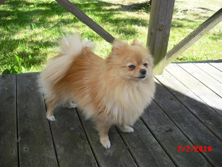 Pomeranian Trille billede 14