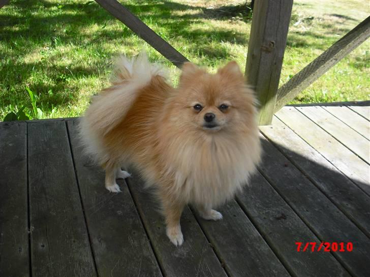 Pomeranian Trille billede 1