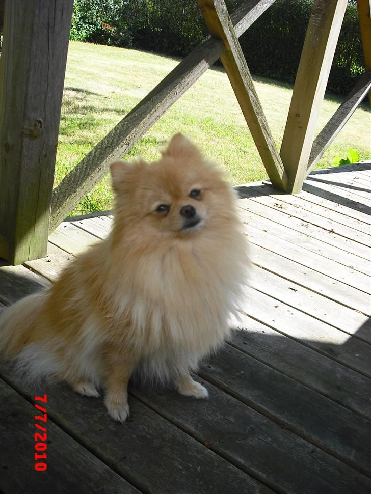 Pomeranian Trille billede 15