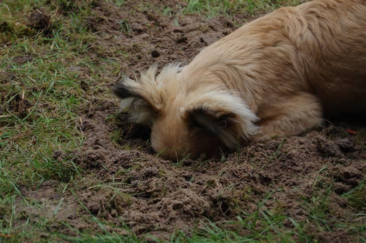 Blanding af racer Shorty - lille gravhund hehe billede 16