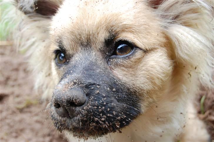 Blanding af racer Shorty billede 17