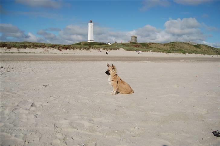 Blanding af racer Shorty - Shorty på ferie  i blåvand billede 18