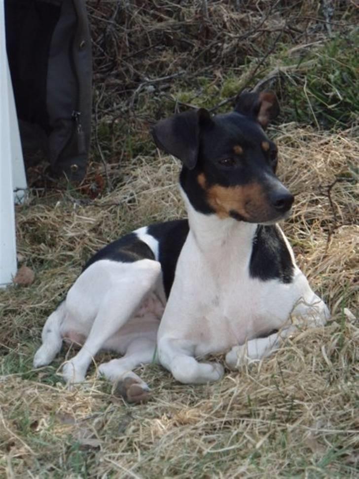 Dansk svensk gaardhund Bella Aya billede 12