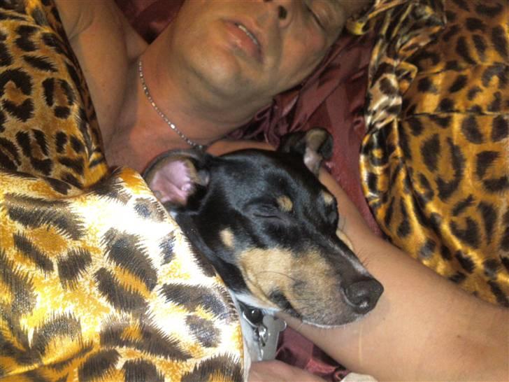 Dansk svensk gaardhund Bella Aya billede 13