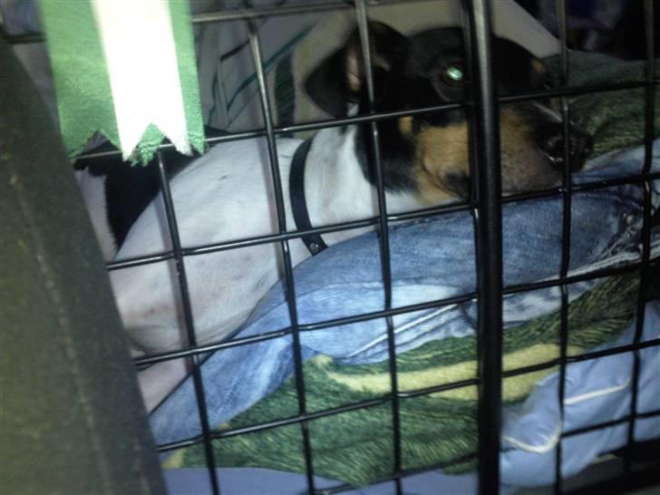 Dansk svensk gaardhund Bella Aya billede 14