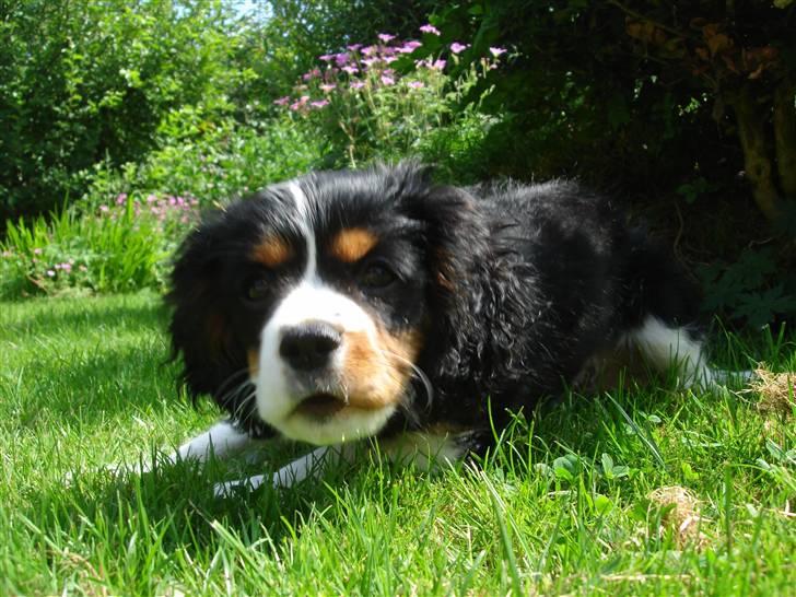 Cavalier king charles spaniel Thor (lille Thor) - orker kun skygge billede 3