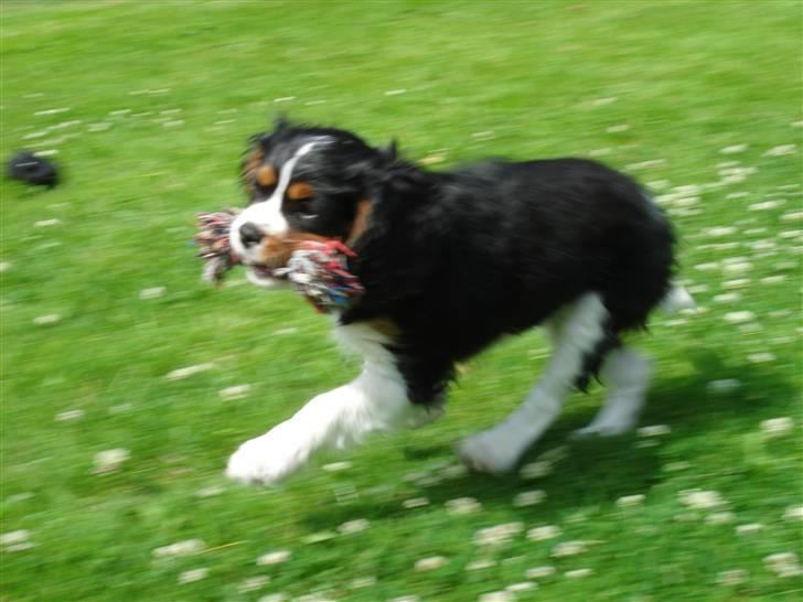 Cavalier king charles spaniel Thor (lille Thor) billede 4