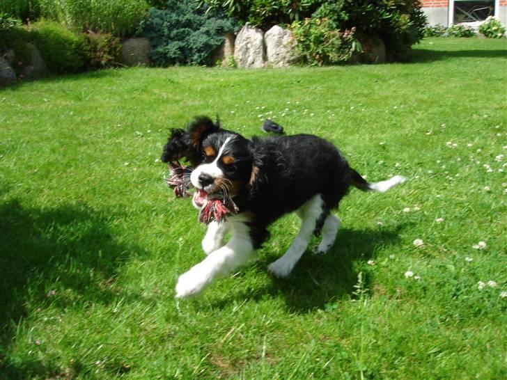Cavalier king charles spaniel Thor (lille Thor) billede 5