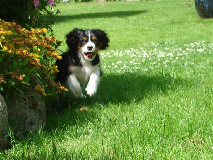 Cavalier king charles spaniel Thor (lille Thor) - nu kommer jeg<3 billede 6