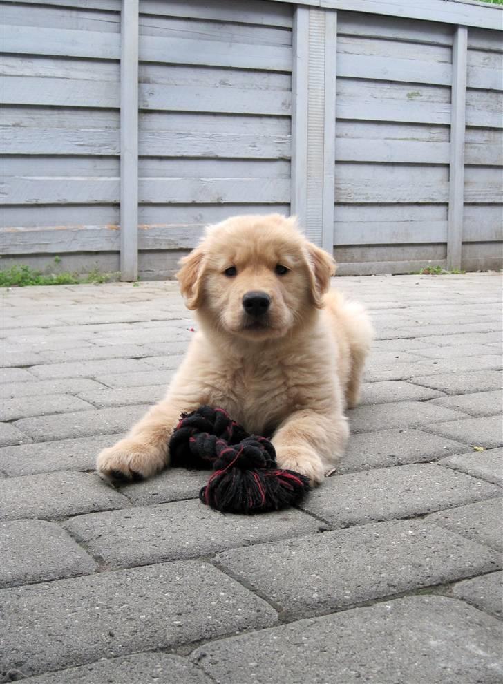 Golden retriever Leongolden Cha Cha Cha - 9 uger gammel billede 19