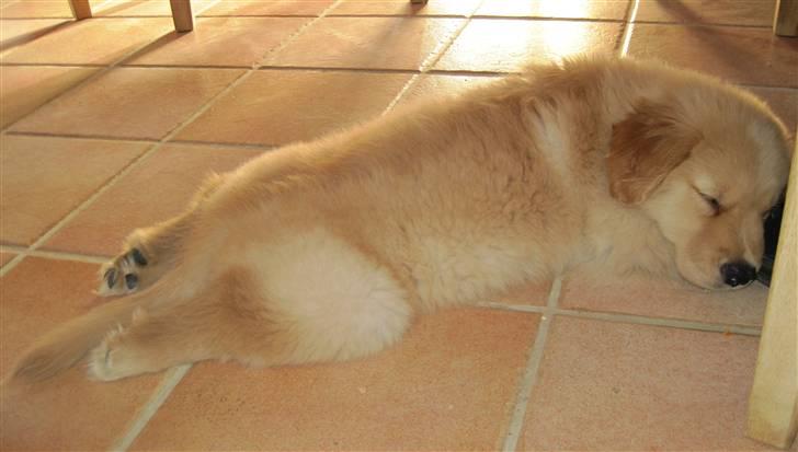 Golden retriever Leongolden Cha Cha Cha billede 20