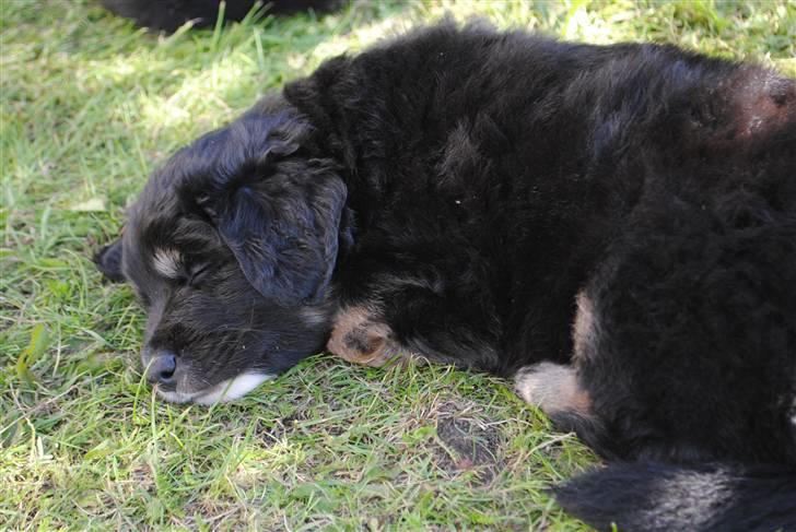 Blanding af racer Buddha billede 9