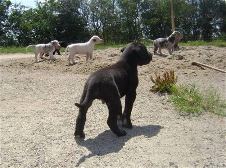 Grand danois Julius - Julius og hans søskende. billede 3