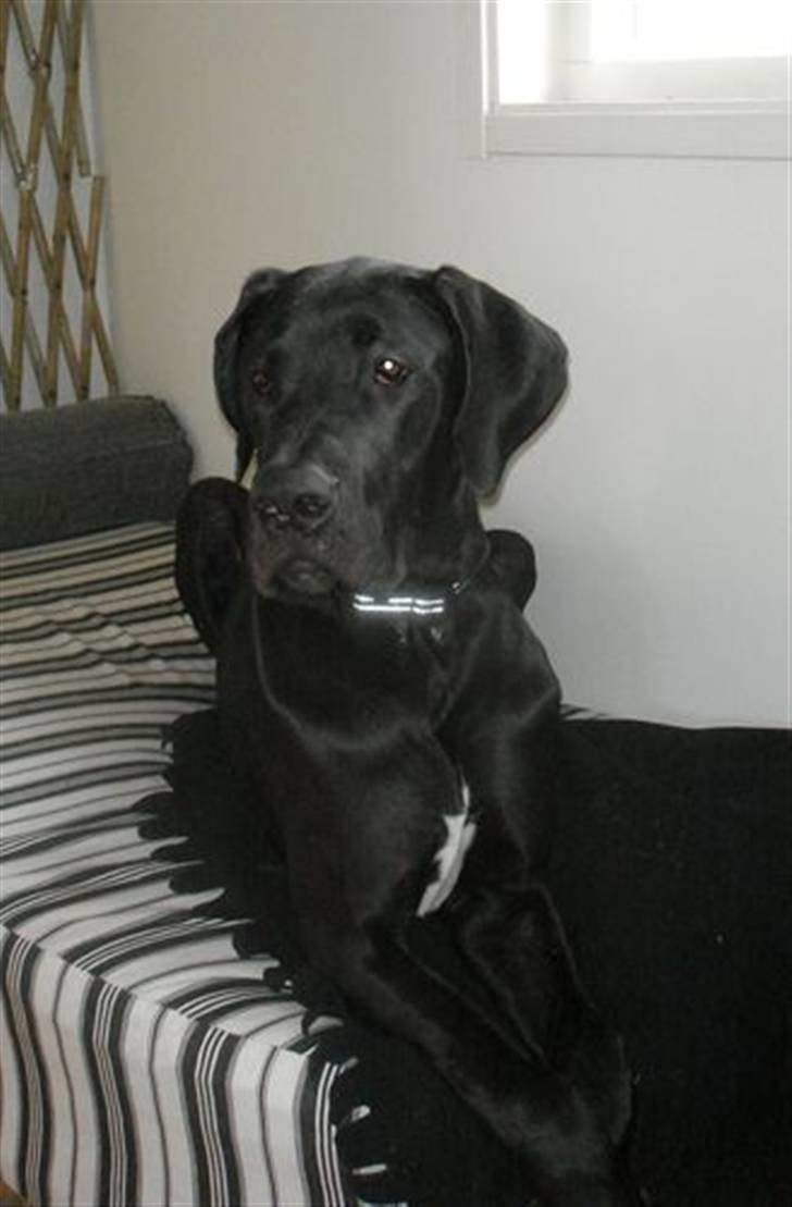 Grand danois Julius - Julius 7 måneder. billede 5