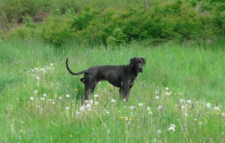 Grand danois Julius - Nu som ´ben-letter´..... det tog så også kun 11 måneder ;o) billede 7