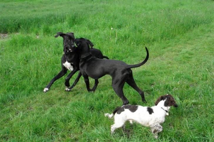 Grand danois Julius - Julius, Karlos og lille Eddie på morgenluftetur. billede 8