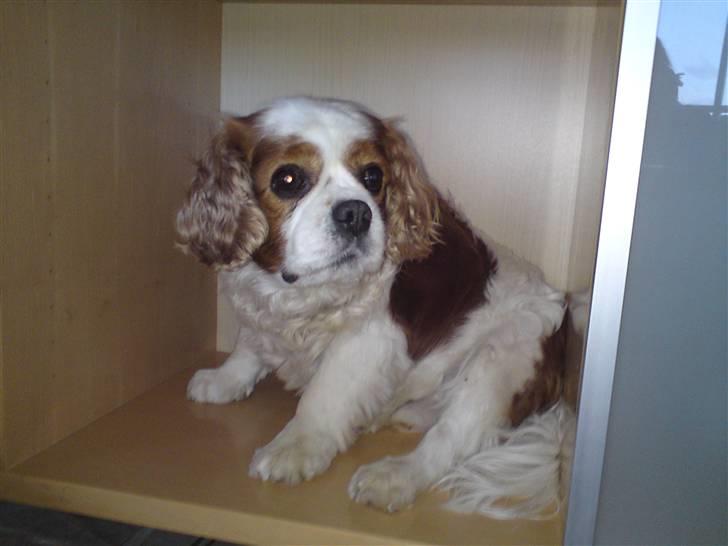 Cavalier king charles spaniel Diego R.I.P ;( - Taget med mobil, Juli 2010 billede 4