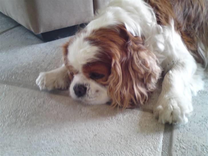 Cavalier king charles spaniel Diego R.I.P ;( - "Jeg er så træt!" Juli 2o1o billede 5