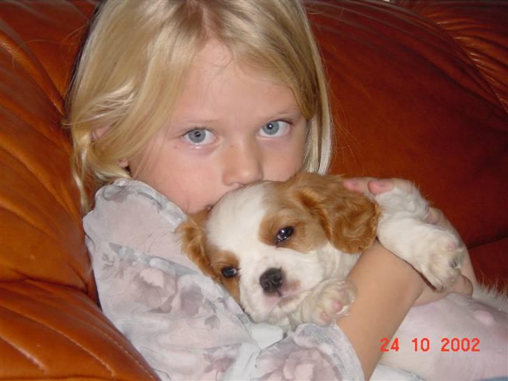 Cavalier king charles spaniel Diego R.I.P ;( - "Jeg er så lille!" Da Digo var hvalp - 8½ uge gammel ! ;)  billede 6