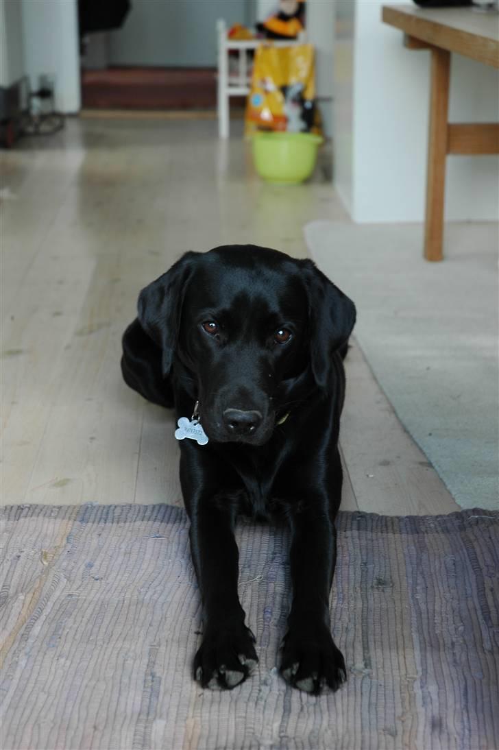 Labrador retriever Freja billede 6