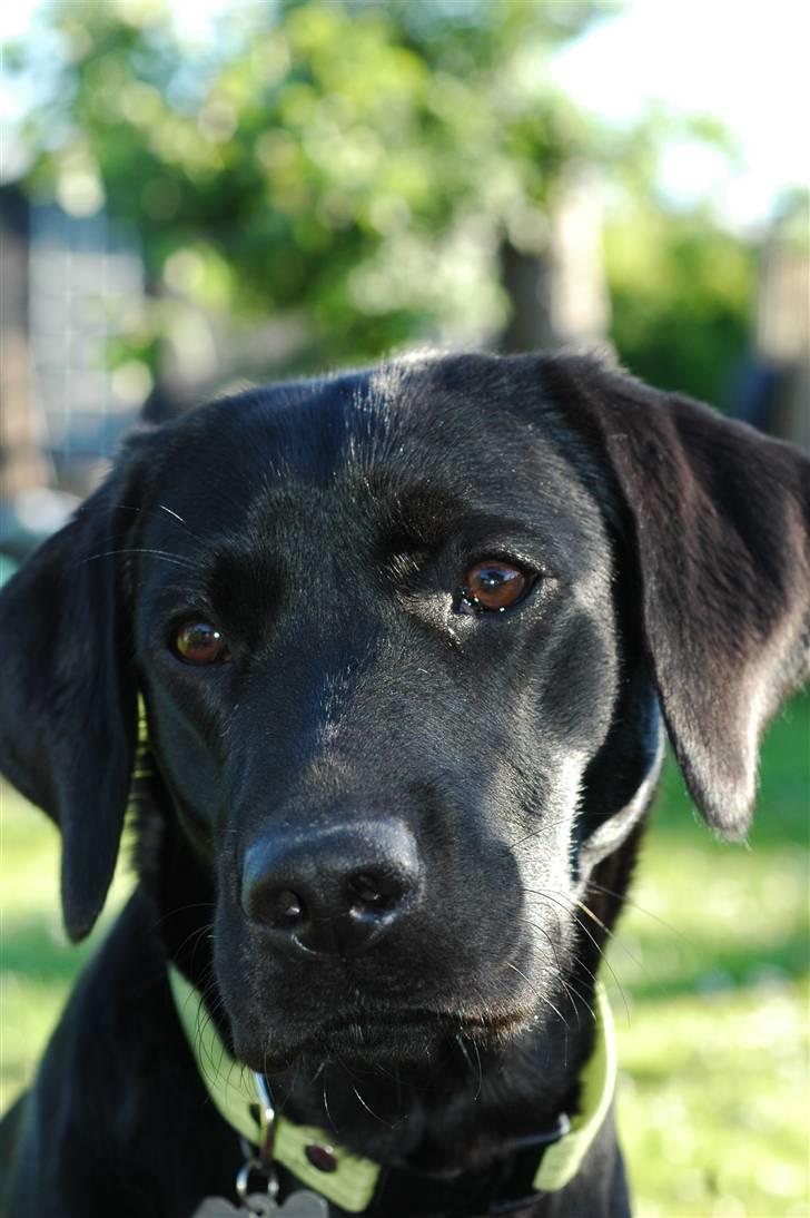 Labrador retriever Freja billede 20