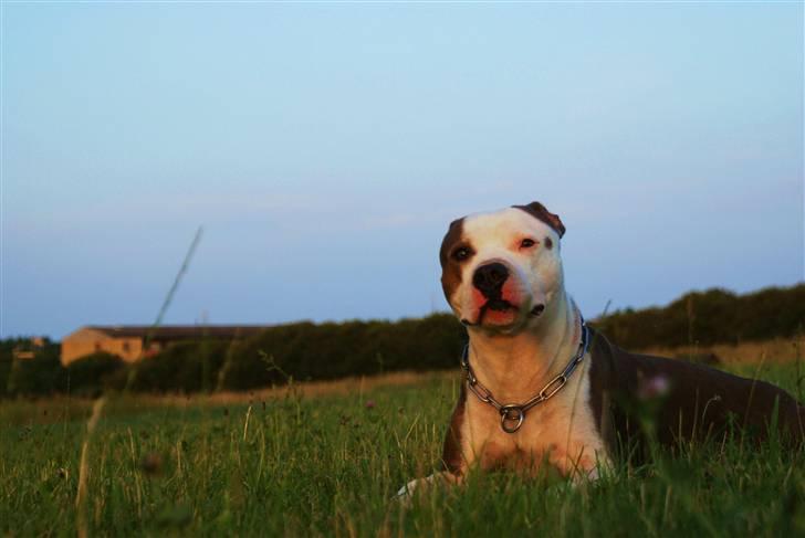 Amerikansk staffordshire terrier Balto billede 10