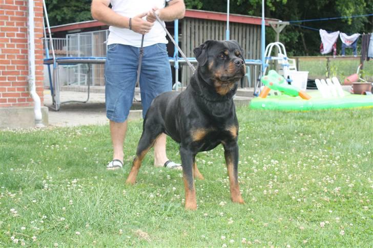 Rottweiler Mahogni`s Da Vinci billede 15