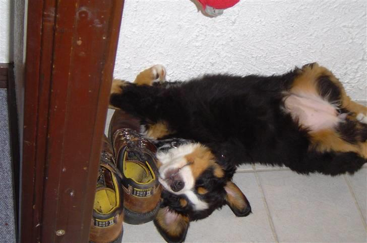 Berner sennenhund Østersø Pedersens Aika - Lille Aika flader ud i entreen :D. billede 17