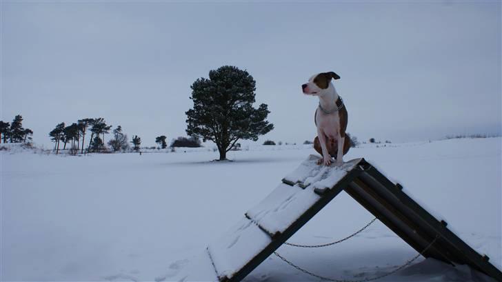 Amerikansk staffordshire terrier Balto billede 11
