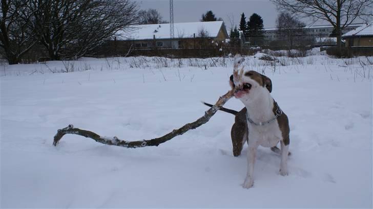 Amerikansk staffordshire terrier Balto billede 12