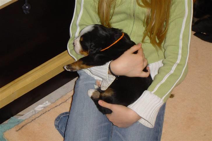 Berner sennenhund Østersø Pedersens Aika - Aika for første gang i mine arme - 3 uger gammel :). billede 18