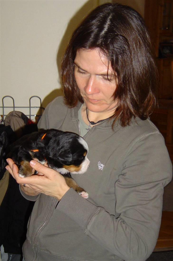 Berner sennenhund Østersø Pedersens Aika - Mor holder Aika - 3 uger gammel, og første gang vi ser hende! Smuk som altid :D. billede 19