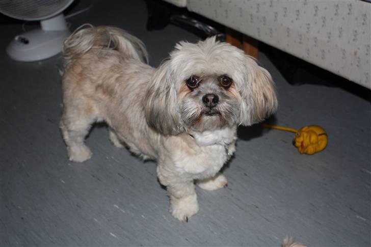 Lhasa apso '~'Emmi'~' 4 år - Her kan i se hele mig:O)) billede 2