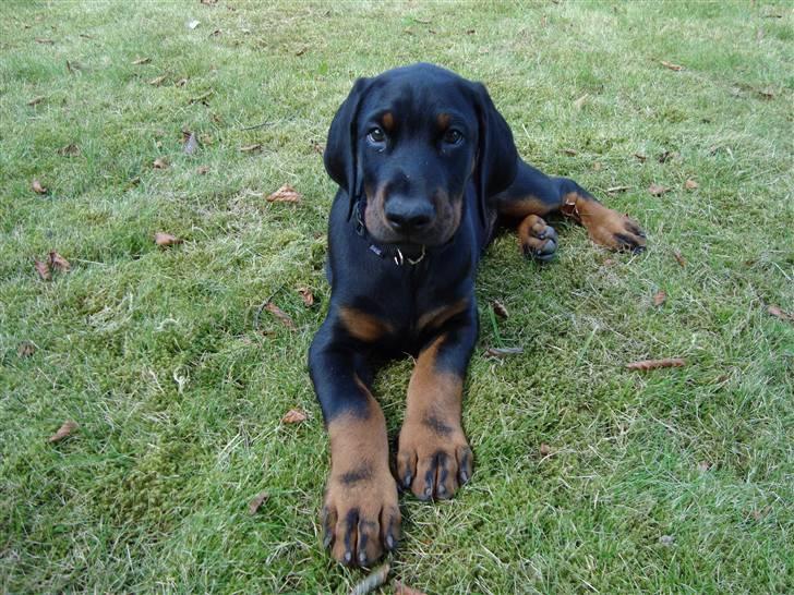 Dobermann Tyson billede 1