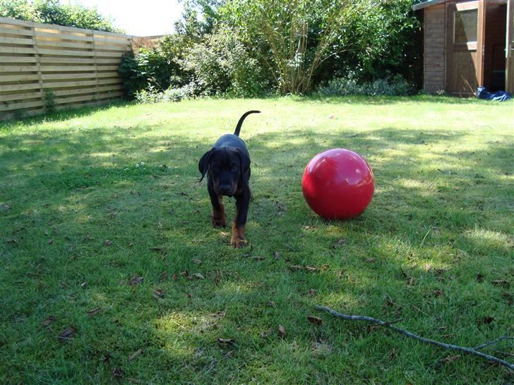Dobermann Tyson billede 2