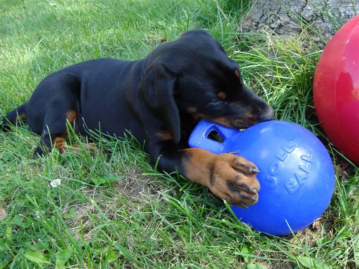 Dobermann Tyson billede 3