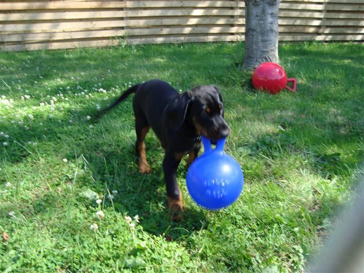 Dobermann Tyson billede 4
