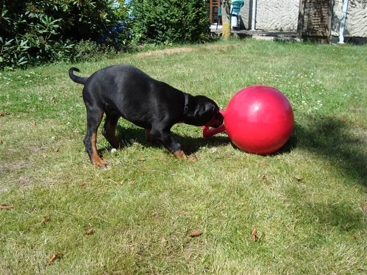 Dobermann Tyson billede 5