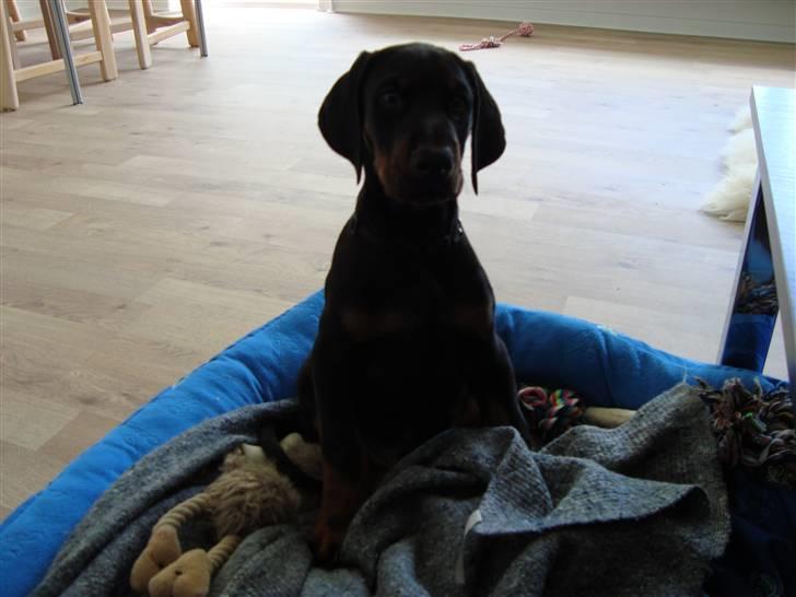 Dobermann Tyson billede 6