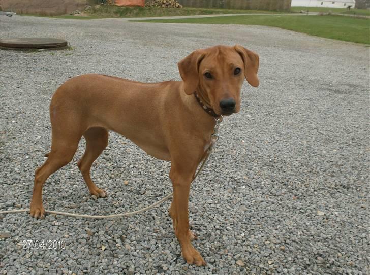 Rhodesian ridgeback Mbwa Mzuri´s Badili billede 1