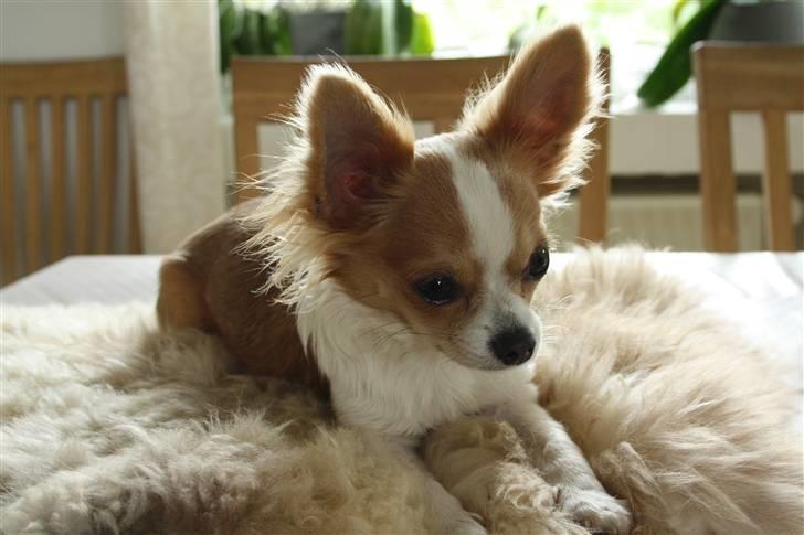 Chihuahua Maslaks Ada - Så er jeg snart 8 måneder (19/07/10) billede 4