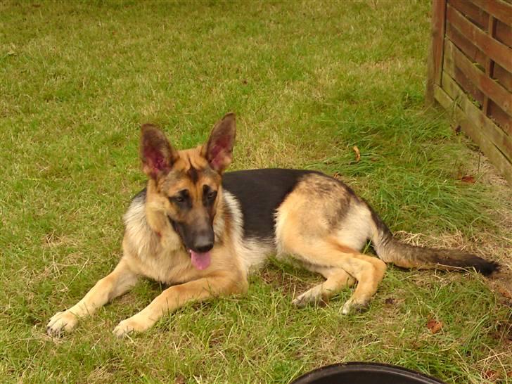 Schæferhund siva solgt saver meget billede 1