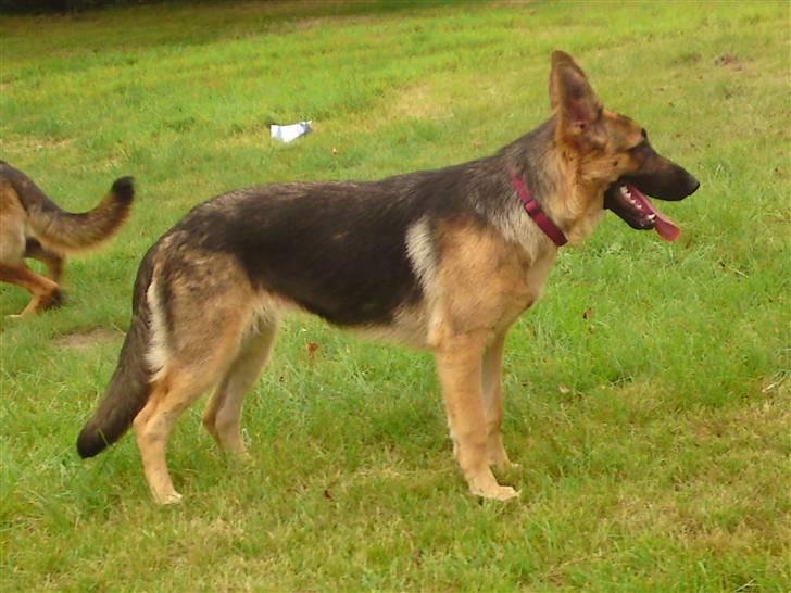 Schæferhund siva solgt saver meget billede 2