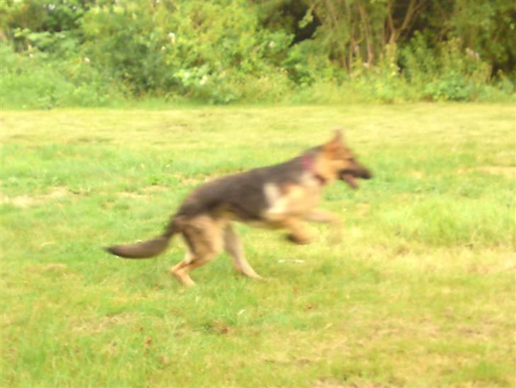 Schæferhund siva solgt saver meget billede 3