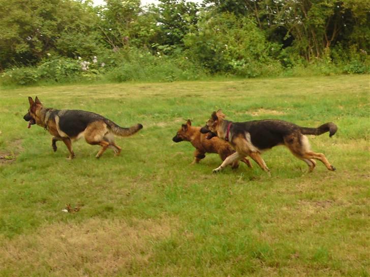Schæferhund siva solgt saver meget billede 4